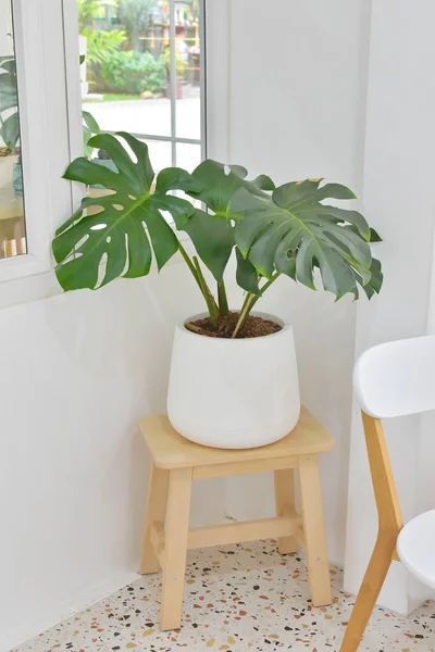Kamerdecoratie Met Een Plant Plant Tuin — Stockfoto