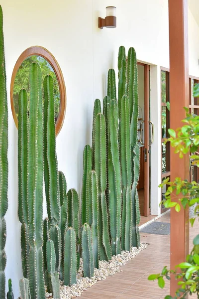 Kaktüs tencereye yerleştirildi. Ev bitkisinin büyümesi için güneş ışığına ihtiyacı var. Bahçedeki kaktüs.