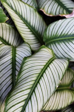 geride iz bırakır. Yeşil yaprak desen arkaplanı.