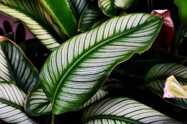 geride iz bırakır. Yeşil yaprak desen arkaplanı.