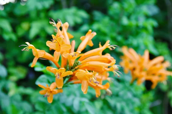 Turuncu kaplan zambağı. Turuncu renkte vahşi Kaplan Zambakları. Lilium olarak da bilinen benekleri var..