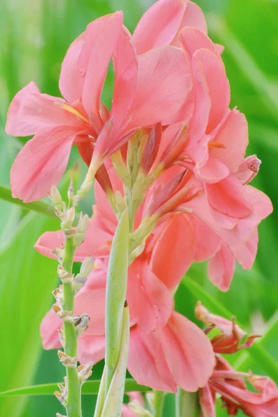 Flor Rosa Jardín Canna Lily —  Fotos de Stock