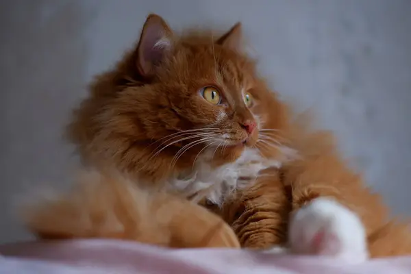 Gato Gengibre Para Passeio — Fotografia de Stock