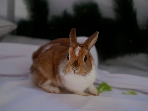 Lapins Décoratifs Blancs Rouges — Photo