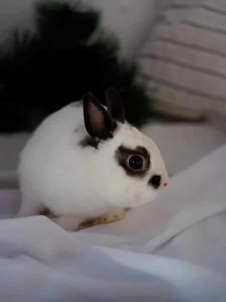 Lapins Décoratifs Blancs Rouges — Photo