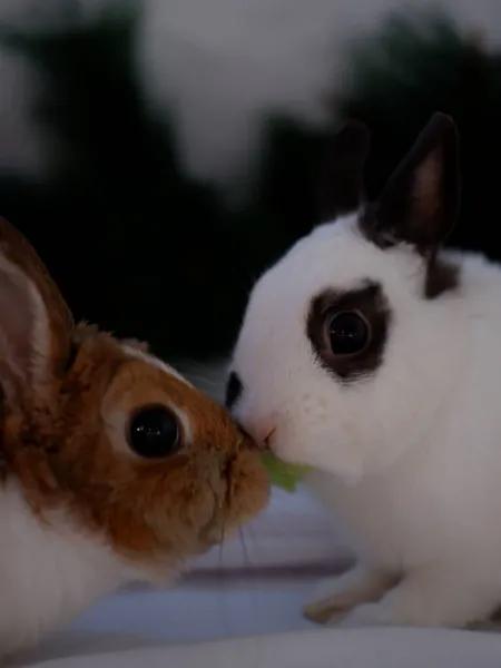 White Red Decorative Rabbits — Stock Photo, Image