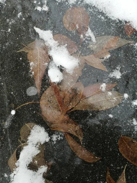 Première Glace Givrée Sur Eau Avec Des Feuilles — Photo