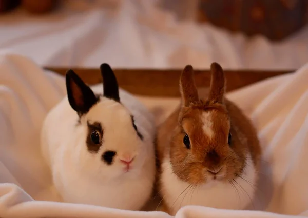 Due Conigli Decorativi Bianco Rosso — Foto Stock