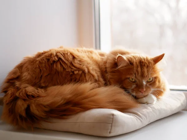 Gato Gengibre Uma Janela Branca — Fotografia de Stock