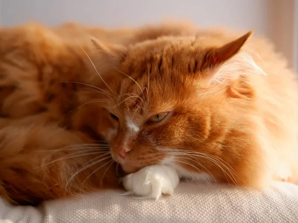 Ginger Cat White Window — Stock Photo, Image