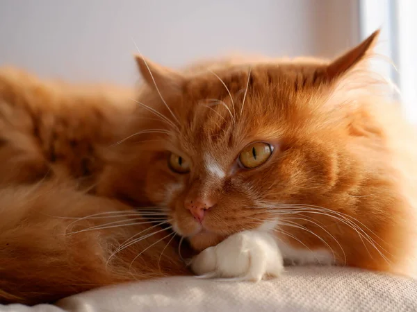 Gato Gengibre Uma Janela Branca — Fotografia de Stock