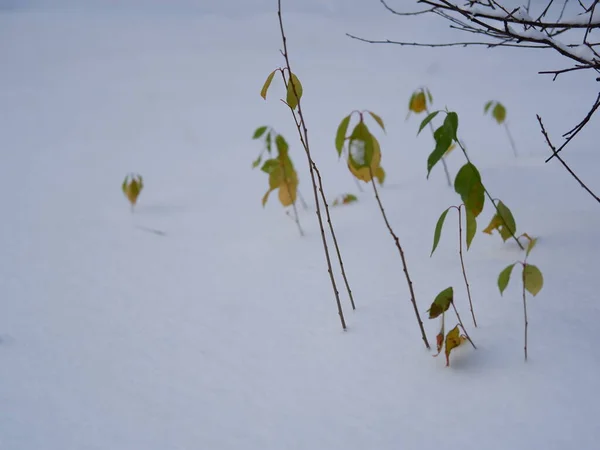 Перший Сніг Восени Дерева Снігу — стокове фото