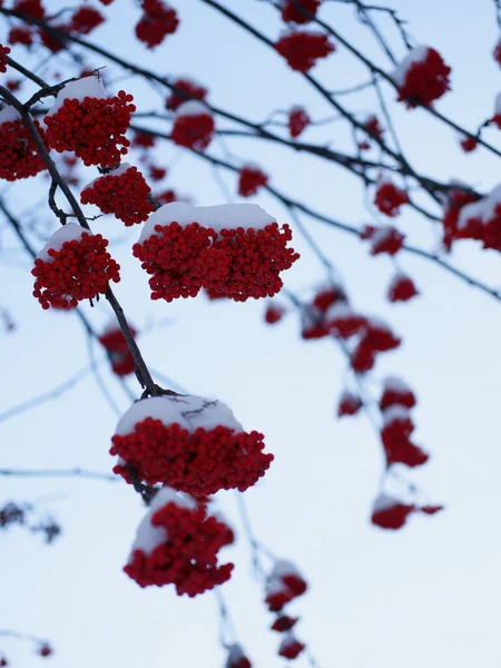 山灰和初雪 雪地里的罗文浆果 — 图库照片