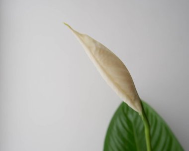 Beyaz zambak çiçeği ve yapraklar