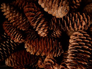 Çam kozalaklarına yakın