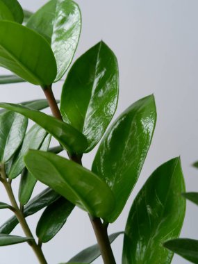 Bir dalda yeşil yapraklar