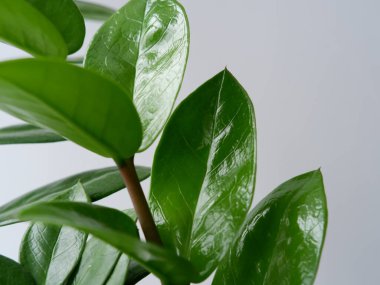 Bir dalda yeşil yapraklar