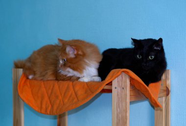 iki kedi turuncu ve siyah