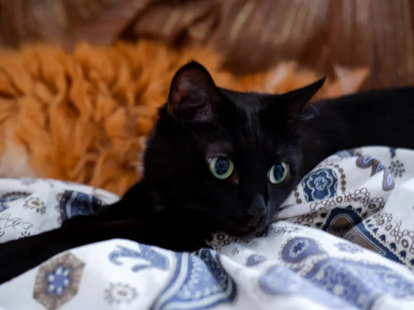 Fekete Macska Ágyon — Stock Fotó