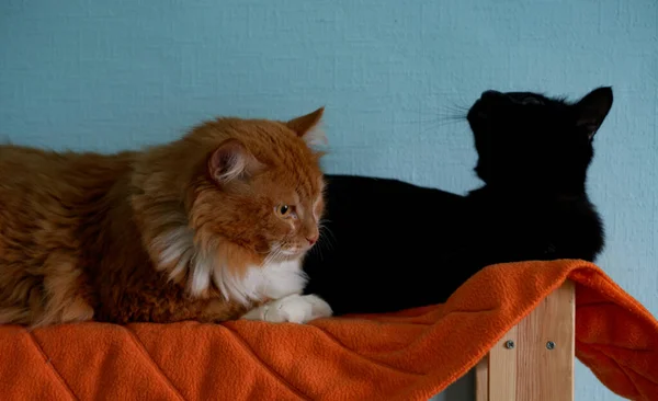Két Macska Narancs Fekete — Stock Fotó