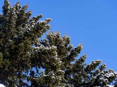 karla kaplı çam dalları