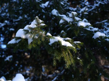 karla kaplı çam dalları