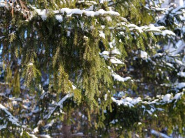 karla kaplı çam dalları