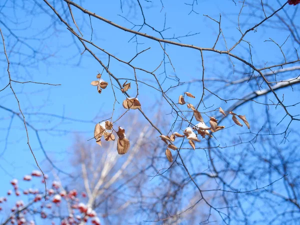 Зимові Дерева Міському Парку — стокове фото