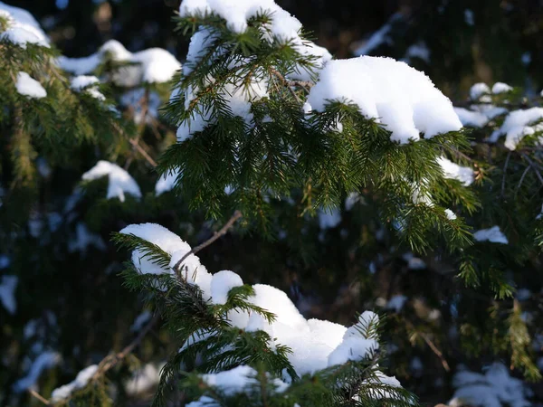 Branches Pin Couvertes Neige — Photo