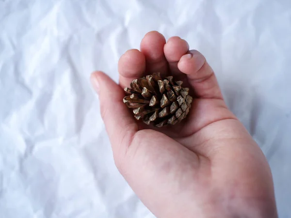 Pine Cone Hand Protect Forest — Stock Photo, Image