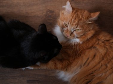 İki kedi kırmızı ve siyah