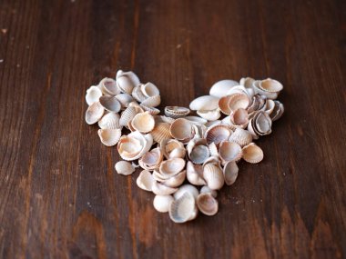 Denizin kalbi farklı kabuklardan ...