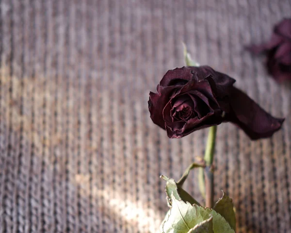 Red Rose Withered Dark Background — Stock Photo, Image