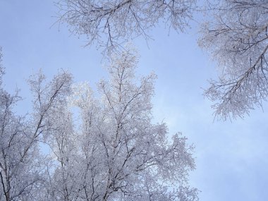 Kış gökyüzüne karşı karla kaplı ağaçlar