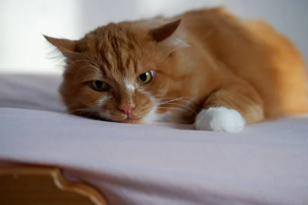 Gato Vermelho Retrato Gato Vermelho — Fotografia de Stock