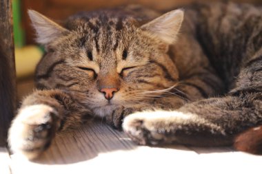 Yazın verandada pembe burunlu uyuyan tekir kedi.