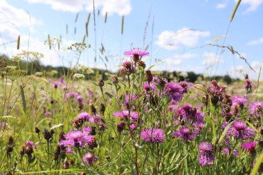 Açık bir yaz gününde mavi gökyüzüne karşı çayır çiçekleri.