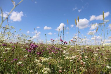 Berrak bir yaz gününde çiçekli çayır mavi gökyüzü ve bulutların arka planına karşı