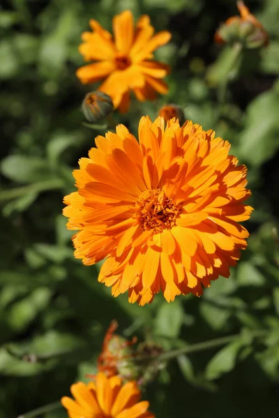 Bright Orange Calendula Flower Close Background Green Leaves — Stock Photo, Image