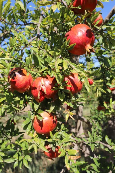 Ripe Pomegranates Branch Garden Clear Summer Day — Stock Photo, Image