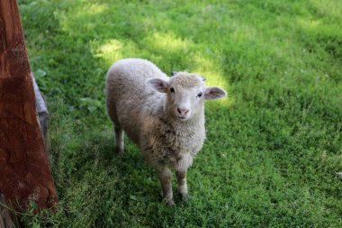 Genç, tüylü, beyaz bir kuzu, açık yeşil çimlerde güneşli bir günde