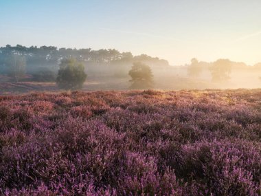 Sisli bozkırda harika bir gün doğumu. Alman şehri Haltern am See 'de Westruper Heide doğa koruma alanı. Peyzaj fotoğrafçılığı.