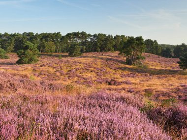 Sisli bozkırda harika bir gün doğumu. Alman şehri Haltern am See 'de Westruper Heide doğa koruma alanı. Peyzaj fotoğrafçılığı.