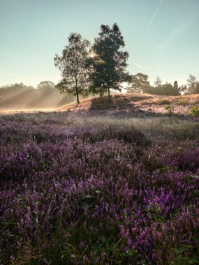 Sisli bozkırda harika bir gün doğumu. Alman şehri Haltern am See 'de Westruper Heide doğa koruma alanı. Peyzaj fotoğrafçılığı.