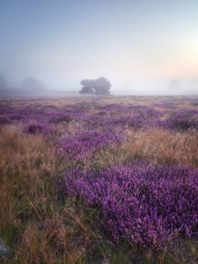 Bozkırda sabah sisi. Alman şehri Haltern am See 'de Westruper Heide doğa koruma alanı. Peyzaj fotoğrafçılığı.