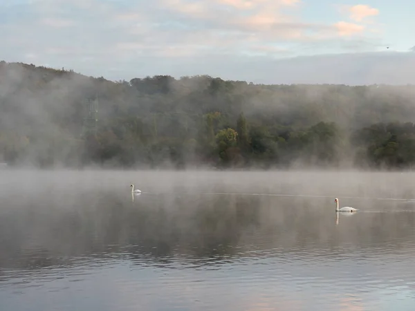 Эссен Германия Озеро Бальденейзе Рассвете Красивый Осенний Пейзаж Лебедями Воде — стоковое фото