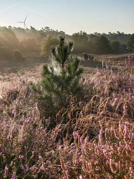 Pajęczyna Wrzosowisku Słoneczny Poranek Indyjskie Lato Rezerwacie Przyrody Westruper Heide — Zdjęcie stockowe