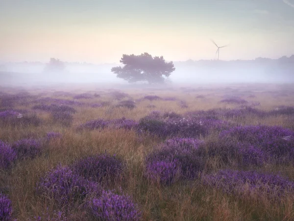 Bozkırda sabah sisi. Alman şehri Haltern am See 'de Westruper Heide doğa koruma alanı. Peyzaj fotoğrafçılığı.