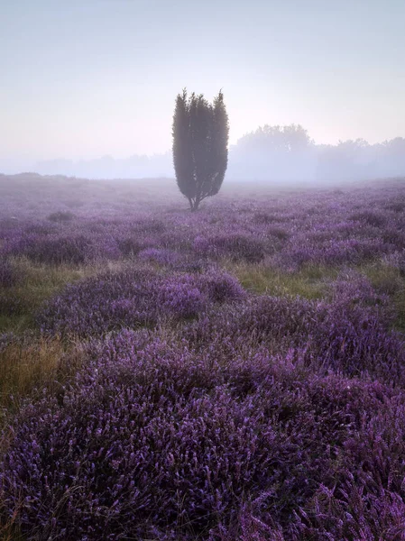 Nieblas Matutinas Páramo Reserva Natural Westruper Heide Ciudad Alemana Haltern — Foto de Stock