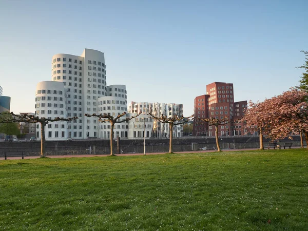 Düsseldorf, Almanya - 1 Mayıs 2021: İlkbahar. Düsseldorf marinasındaki parkta çiçek açan ağaçlar. Modern binaların manzarası.